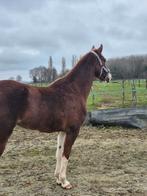 GEZOCHT Weide te koop, Animaux & Accessoires, Pâturage, 1 cheval ou poney
