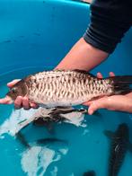 Valkenswaard Hongaarse bloedlijn spiegel karpers