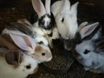 Reuskonijnen, Dieren en Toebehoren, Konijnen, Meerdere dieren, Groot, 0 tot 2 jaar