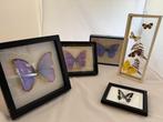 Set vlinders, Ophalen of Verzenden, Zo goed als nieuw, Insect, Opgezet dier