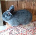 Konijn, Dieren en Toebehoren, Konijnen