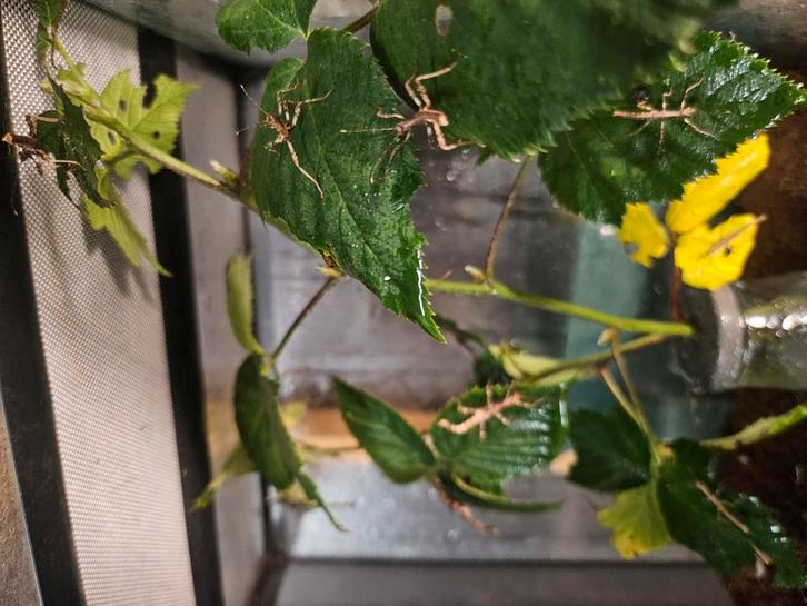 PSG. 195 Sungaya aeta, Animaux & Accessoires, Reptiles & Amphibiens | Accessoires, Comme neuf, Enlèvement