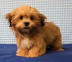 Superleuke Lhasa Apso pup!, CDV (hondenziekte), 8 tot 15 weken, Buitenland, Fokker | Professioneel