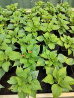 Salvia hybrid Gogo Scarlet, Tuin en Terras, Zomer, Vaste plant, Bodembedekkers, Ophalen