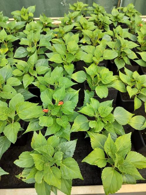 Salvia hybrid Gogo Scarlet, Jardin & Terrasse, Plantes | Jardin, Plante fixe, Couvre-sol, Plein soleil, Été, Enlèvement