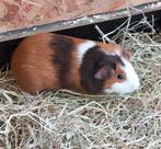 Gladhaar cavia's en us teddy cavia's. Cavia, Dieren en Toebehoren, April, Cavia