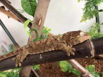 Gecko Gecko de Chahoua