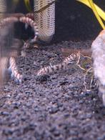Botia lohachata, Dieren en Toebehoren, Vissen | Aquariumvissen