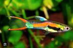 Endler guppy’s, Dieren en Toebehoren