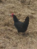 Leghen te koop., Dieren en Toebehoren, Pluimvee, Vrouwelijk, Kip