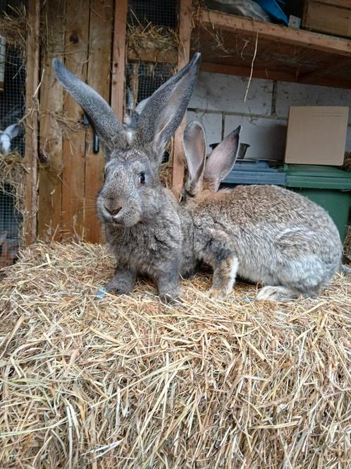 Vlaamse reuzen 2 maanden oud, Dieren en Toebehoren, Konijnen, Groot, Meerdere dieren, 0 tot 2 jaar