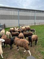 24 weide lammeren 21 rammen 3 ooien, Dieren en Toebehoren, Schapen, Geiten en Varkens, Meerdere dieren, Schaap