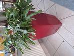 Mooie gezonde kerstcactus, Tuin en Terras, Planten | Bomen, Ophalen