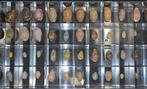 Cypraea of Kauri collectie 40 stuks, Ophalen of Verzenden, Zo goed als nieuw