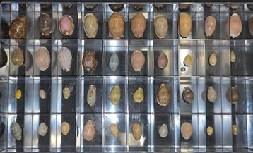 Cypraea of Kauri collectie 40 stuks beschikbaar voor biedingen