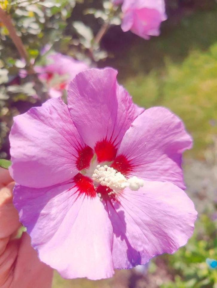 Hibiscus pakketten tegen spotprijzen, Tuin en Terras, Planten | Struiken en Hagen, Ophalen
