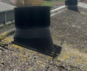 veeteelt, Dieren en Toebehoren, Schapen, Geiten en Varkens, Varken