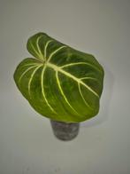 Philodendron Gloriosum tussenstek, Huis en Inrichting, Kamerplanten, Ophalen of Verzenden