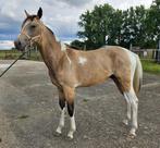 Knappe jaarling hengst, Dieren en Toebehoren, Hengst, Springpaard, Gechipt, 0 tot 2 jaar