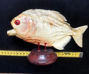 Piranha taxidermie / cabinet de curiosité 