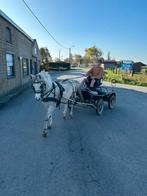 Welsh pony’s ruinen, Dieren en Toebehoren, Pony's, Ruin, Niet van toepassing, C pony (1.27m tot 1.37m), 7 tot 10 jaar