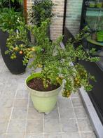 mandereinboompje in pot 1.20m hoog, En pot, Été, Citronnier, 100 à 250 cm