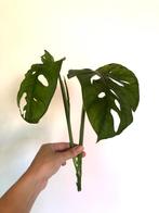 Monstera adansonii xl kopstek, Maison & Meubles, Plantes d'intérieur, Ombre partielle, Plante verte, Enlèvement ou Envoi, Moins de 100 cm