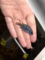 Baby mbuna’s 5 maanden oud, Dieren en Toebehoren, Vissen | Vijvervissen