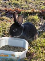 Mooie konijntjes, Dieren en Toebehoren