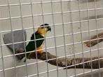 Kweekkoppeltje zwartkop caiques, Meerdere dieren, Tropenvogel, Geringd