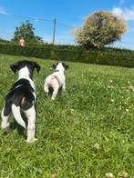 Mooie Jack Russel pups, Dieren en Toebehoren, Honden | Jack Russells en Terriërs, België, Jack Russell Terriër, Reu, CDV (hondenziekte)