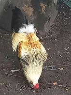 Araucanas met baard en staart en 7 kuikens, Meerdere dieren, Kip