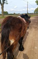 Jeune chauffeur belge de base, stud-book, calèche, racaille, Étalon, Avec pedigree
