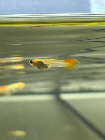 Guppies beschikbaar voor biedingen