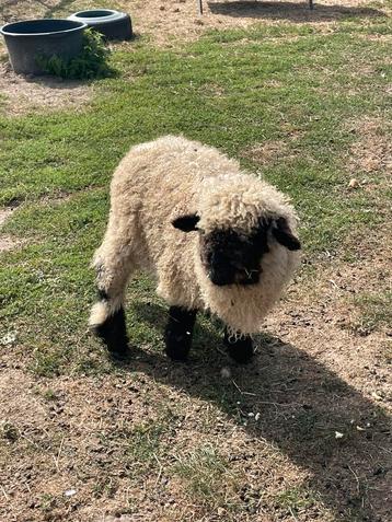 Walliser Schwarznase ooi, Femelle, Mouton, 0 à 2 ans