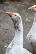 Ganzen te koop, Gans of Zwaan