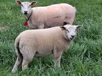 Schaap ramlammeren te koop, Dieren en Toebehoren, Meerdere dieren, Schaap, 0 tot 2 jaar
