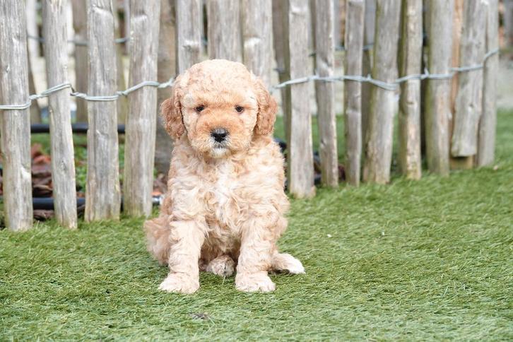 Magnifiques chiots caniches nains, avec pedigree, Animaux & Accessoires, Chiens | Chihuahuas & Chiens de compagnie, Plusieurs animaux