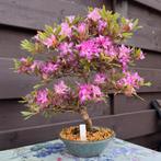 Bonsai Azalea „Miraiboshi” - Azalea, Tuin en Terras, Planten | Tuinplanten, Eenjarig, Halfschaduw, Lente, Ophalen