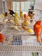 Mozaïek Kanaries, Dieren en Toebehoren