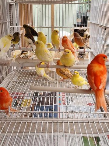 Mozaïek Kanaries  beschikbaar voor biedingen