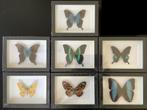 3D lijsten met tropische VLINDERS, 25 € / KADER, Huis en Inrichting, Woonaccessoires | Lijsten, Ophalen of Verzenden, Nieuw