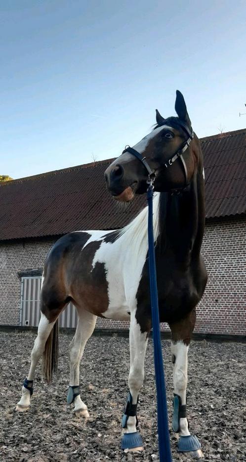 Lease/halve stal, Dieren en Toebehoren, Paarden, Merrie, 160 tot 165 cm, 7 tot 10 jaar