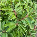 Portugese Laurier aan PROMOprijs. kluitplanten 150-175 cm, Tuin en Terras, Ophalen, Laurier