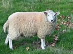 Jong schaap ooi, Dieren en Toebehoren, Schapen, Geiten en Varkens, Vrouwelijk, Schaap, 0 tot 2 jaar