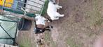 Geiten te koop, Dieren en Toebehoren, Schapen, Geiten en Varkens