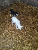 Fleslam melkgeitenbok wit