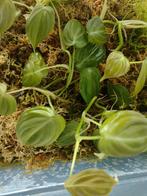 Philodendron melanochrysum, Enlèvement ou Envoi