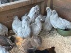 Britse araucana lavendel, Dieren en Toebehoren, Pluimvee