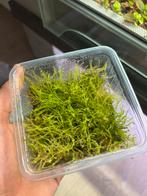 Leptodictyum riparium 500 cc bakje mos, Enlèvement ou Envoi, Neuf, Branche, Plante, Roche ou Pierre